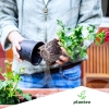 NAWÓZ DO ROŚLIN BALKONOWYCH SURFINI Pelargoni Begoni Planteo