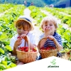 Płynny nawóz ekologiczny do borówek owoców 5L Planteo