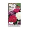 Aster Chryzantemowy Mieszanka nasiona