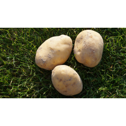 Świeże Ziemniaki 10 kg smaczne naturalne LORD