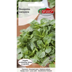 Roszponka VERTE DE CAMBRAI nasiona