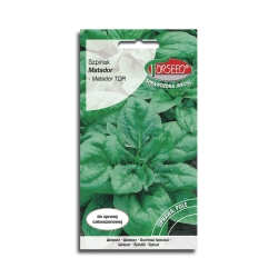 Szpinak Matador nasiona szpinaku warzyw