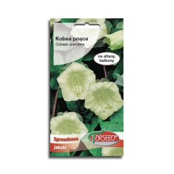 Kobea pnąca biała