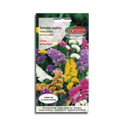 Zatrwian wrębny mieszanka KOLORÓW Nasiona