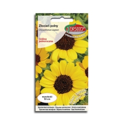 Złocień polny żółty na kwiat rabaty nasiona