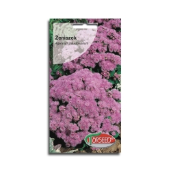 Żeniszek meksykański Różowy nasiona