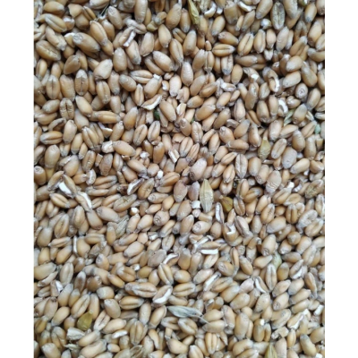 Pszenica ziarno karma pasza dla kur, drobiu 20 kg