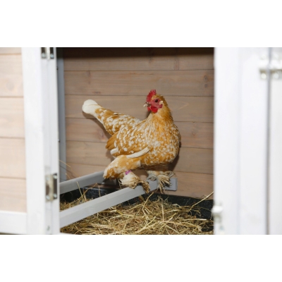 Domek dla kur w wybiegiem