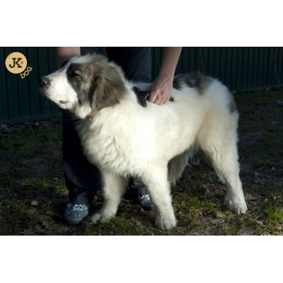 Grabki Flex 20 grotów