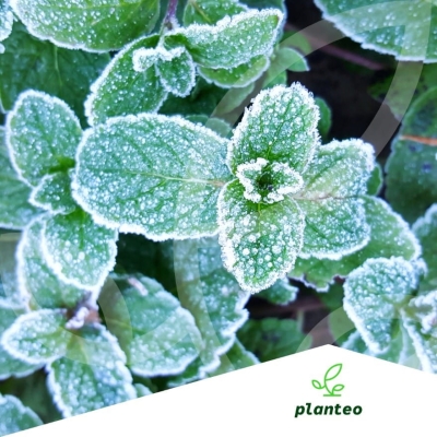 Nawóz organiczny do ZIÓŁ 1kg Planteo