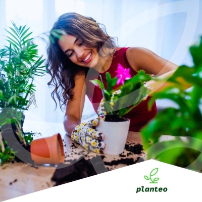 PLANTEO NAWÓZ NATURALNY ROŚLINY DONICZKOWE 500G