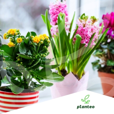PLANTEO NAWÓZ NATURALNY ROŚLINY DONICZKOWE 500G