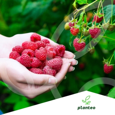 BIO NAWÓZ DO winogron porzeczek owoców 1L Planteo