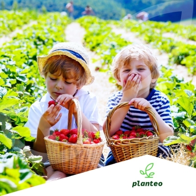 BIO NAWÓZ DO winogron porzeczek owoców 1L Planteo