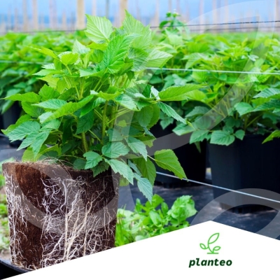 Płynny nawóz ekologiczny do borówek owoców 5L Planteo