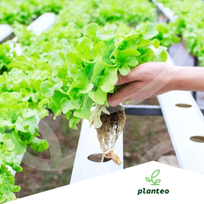 NAWÓZ do WARZYW i ROZSAD 1 L Planteo