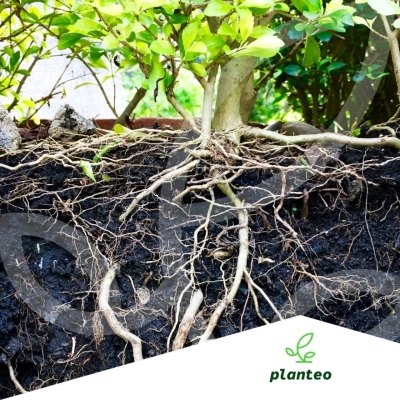 BIO NAWÓZ DO KWIATÓW CEBULOWYCH TULIPANÓW, Róż, Roślin Kwitnących Planteo