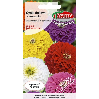 CYNIA DALIOWA MIX KOLORÓW nasiona