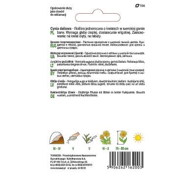 CYNIA DALIOWA MIX KOLORÓW nasiona