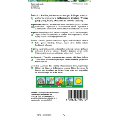 Żeniszek meksykański niski biały