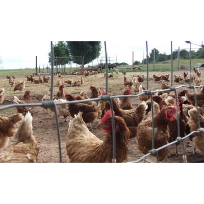 Siatka leśna ocynkowana 125/13/15 MEDIUM