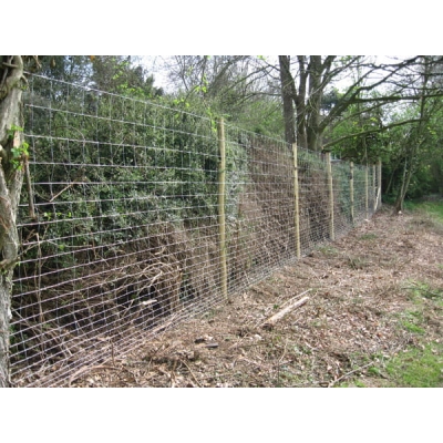 Siatka leśna zagęszczona