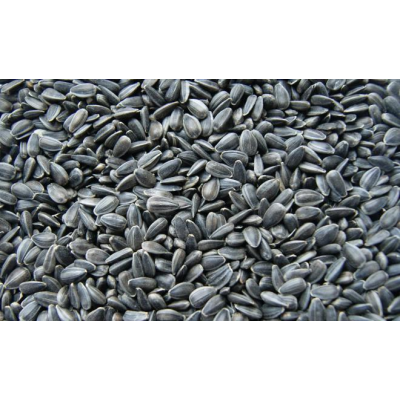 Słonecznik czarny 1 kg