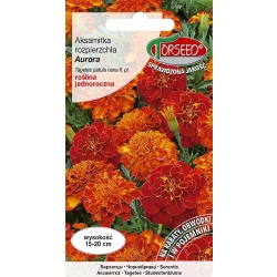Aksamitka AURORA nasiona – intensywne kolory, długie kwitnienie HIT