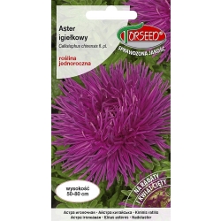 Aster chiński igiełkowy śliwkowo-amarantowy – nasiona