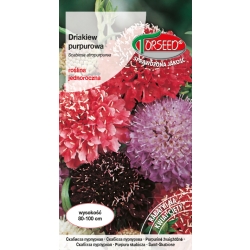 Drakiew purpurowa – mieszanka nasion kwiatów nasiona