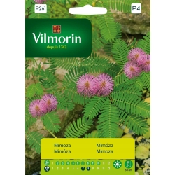 Mimoza wstydliwa nasiona premium Vilmorin