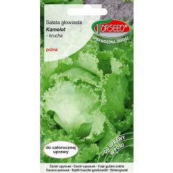 Nasiona SAŁATY Kamelot KRUCHA całosezonowa