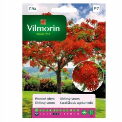 PŁOMIEŃ AFRYKI - DRZEWKO NA BONSAI Nasiona Vilmorin