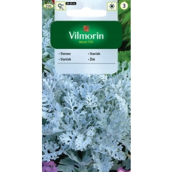 STARZEC MROZY ZĄBKOWANE Nasiona