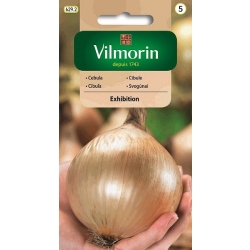 Cebula Exhibition – nasiona cebuli olbrzymiej