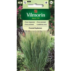 Proso rózgowate – nasiona trawy ozdobnej