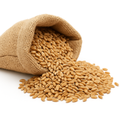 Pszenica ziarno karma pasza dla kur, drobiu 20 kg