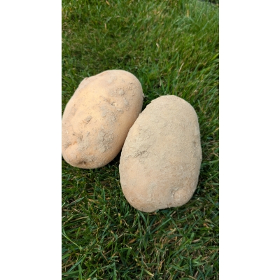 Ziemniaki Denar – świeże polskie prosto z gospodarstwa 1 kg