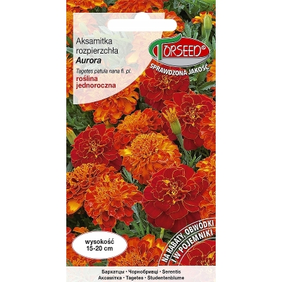 Aksamitka AURORA nasiona – intensywne kolory, długie kwitnienie HIT
