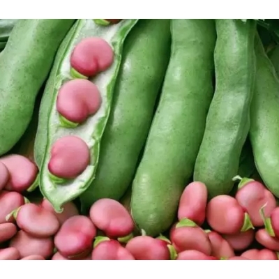 Bób KARMAZYN Czerwony Średniowczesny nasiona 50g