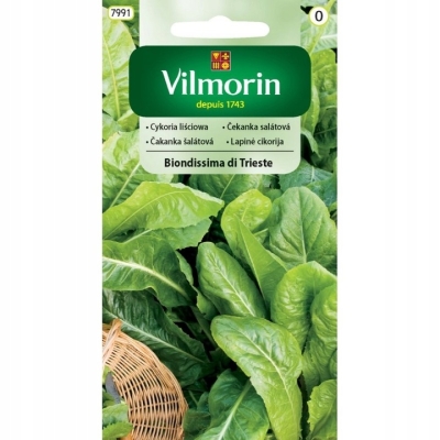 Cykoria Biondissima di Trieste – nasiona liściowe