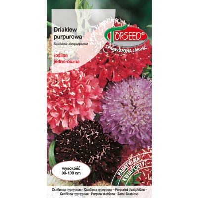 Drakiew purpurowa – mieszanka nasion kwiatów nasiona