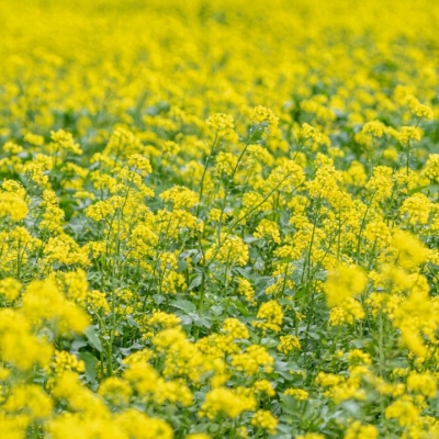 GORCZYCA BIAŁA miododajna poplon paszowa 1kg