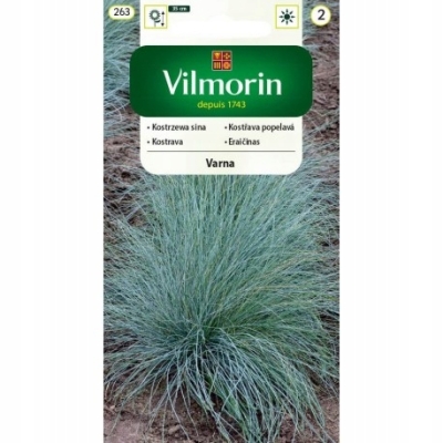 Kostrzewa Niebieska nasiona trawa Mrozoodporna Bonsai