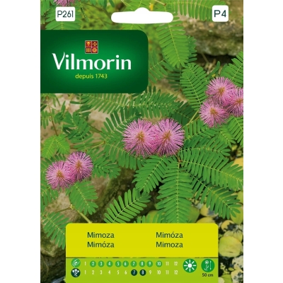 Mimoza wstydliwa nasiona premium Vilmorin