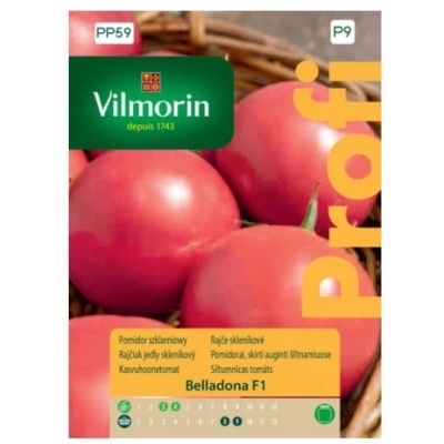 Pomidor Belladona F1 – nasiona pomidora szklarniowego