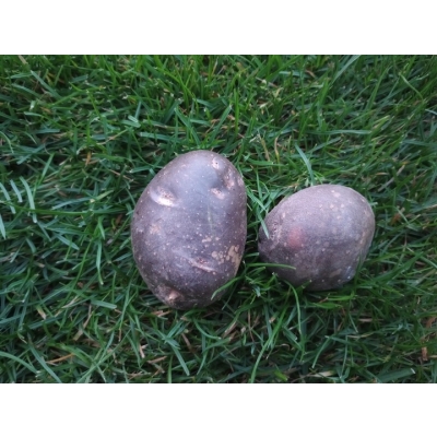 Świeże ziemniaki fioletowe 10kg - Polska