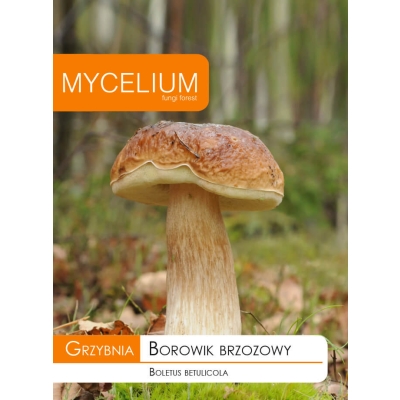 Grzybnia Borowik Brzozowy, Prawdziwek Grzyby Leśne