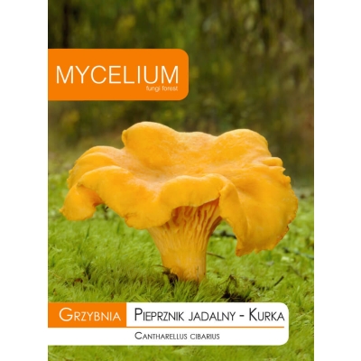 Grzybnia Kurka, Pieprznik Jadalny Grzyby Leśne