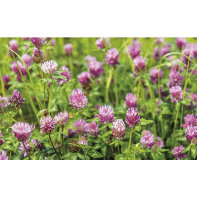 KONICZYNA PERSKA nasiona C/1 SZYBKO ROŚNIE 500g